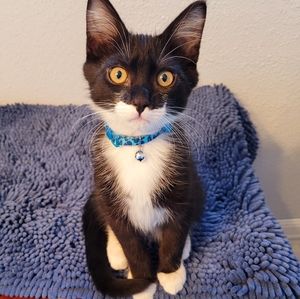 Meet your Posher, Elizabeth